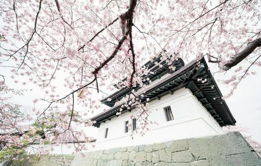 松前城の桜 松前,松前町,松前城の写真素材