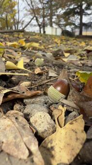 どんぐりの実と落ち葉 ドングリ,木の実,公園の写真素材