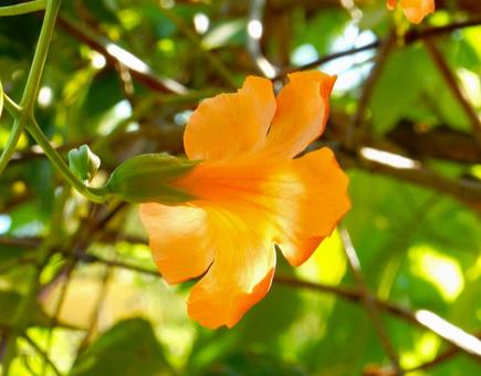 【花の写真】ノウゼンカズラ(凌霄花) 【花の写真】ノウゼンカズラ(凌霄花)の写真