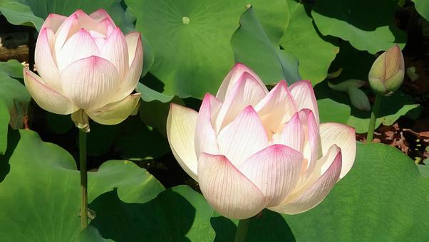 Photo, lotus, flower, pink, 