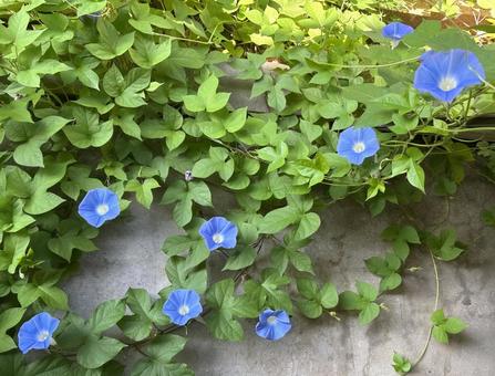 朝顔 朝顔 朝顔,アサガオ,あさがおの写真素材