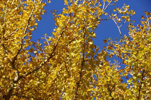 黄葉したイチョウの木 イチョウ,木,ギンナンの写真素材