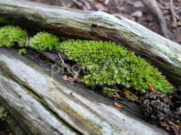 倒木の苔 苔,コケ,自然の写真素材
