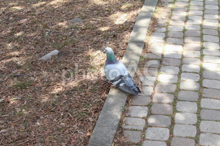 ハト　はと　鳩 ハト,はと,鳩の写真素材