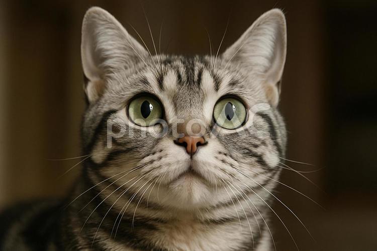 上を見つめる猫 ねこ,ネコ科,哺乳類の写真素材