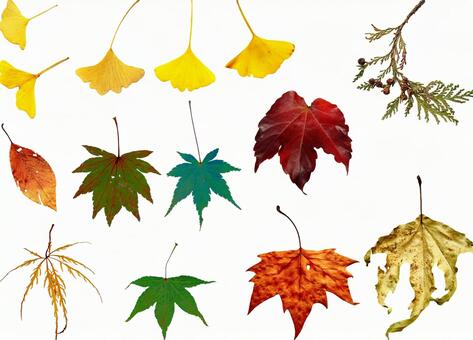 切り抜きPSD素材ー秋の紅葉4 紅葉,秋,葉の写真素材