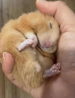 手の上で寝ているハムスターのイメージ 手の上で寝ているハムスターのイメージ キンクマハムスター,ハムスター,ゴールデンハムスターの写真素材