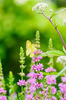 Lythrum salicaria and Colias butterfly (35), JPG