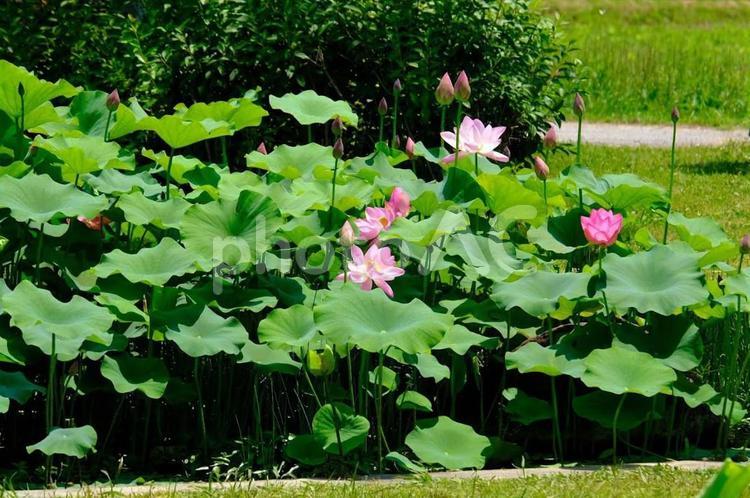 平池公園　蓮・水蓮 蓮,はす,ハスの写真素材
