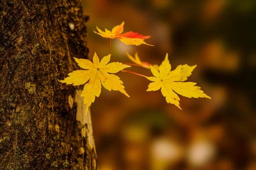 紅葉 紅葉の写真