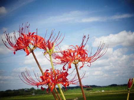秋の訪れを感じさせる赤い彼岸花と青い空 秋の訪れを感じさせる赤い彼岸花と青い空の写真