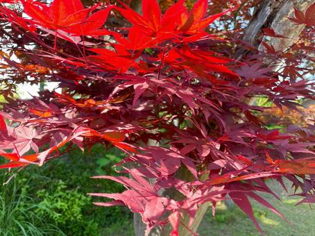 Maple leaves turning red in the sunlight, maple, autumn leaves, red, JPG