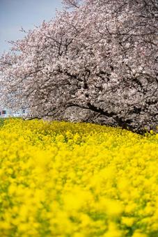 満開の桜と菜の花畑 桜,菜の花,春の写真素材