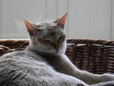 Cat C, JPG Cat C, JPG