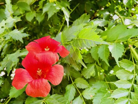Trumpet Creeper, novy kazura, flower, orange, JPG