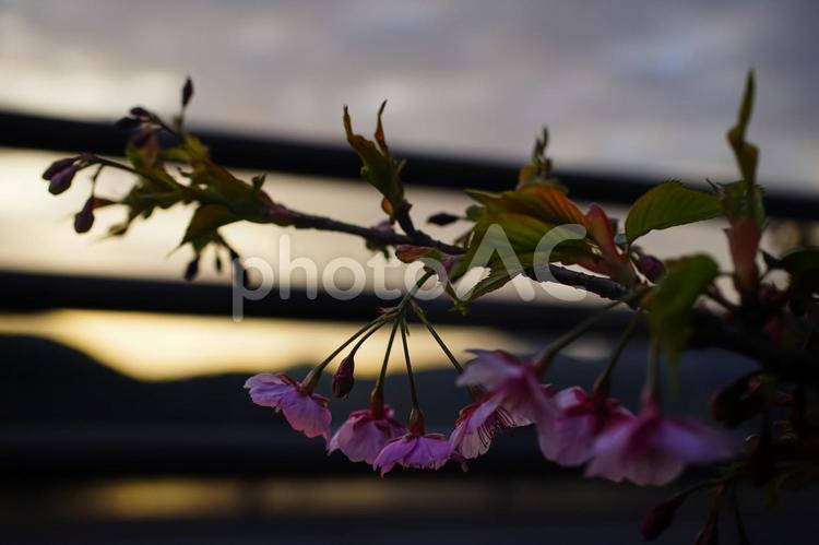 ＜五島の春の風景＞夜明けの奥浦町の河津桜 桜,河津桜,春の写真素材