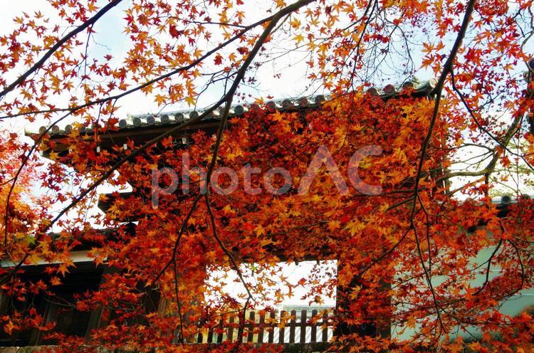 曼殊院門跡　正門　紅葉シーズン　（京都府）　 曼殊院,曼殊院門跡,京都府の写真素材