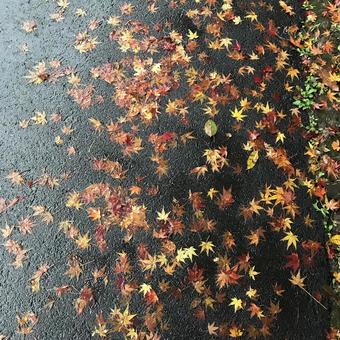雨の後のコンクリート地面に広がる落葉 雨の後のコンクリート地面に広がる落葉 紅葉,秋,落葉の写真素材