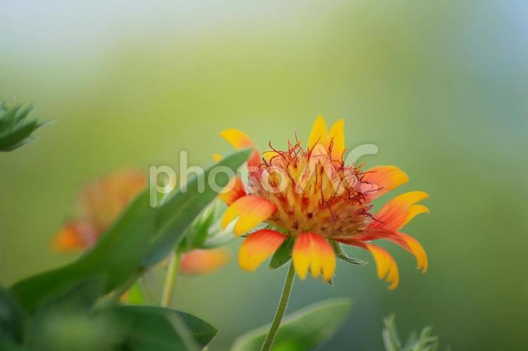 可愛いぃ花 名前は何て言うのかな。 自然,花,黄色の写真素材