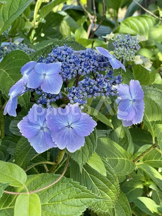 ガクアジサイ 紫陽花,ガクアジサイ,ブルーの写真素材