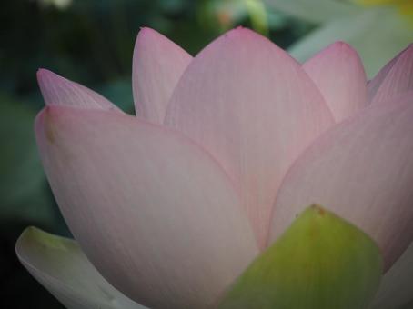 蓮の花 蓮の花の写真