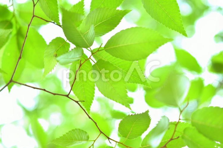 新緑（葉っぱ）の壁紙素材　背景素材 新緑,葉っぱ,壁紙の写真素材