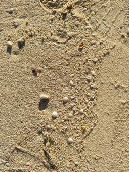 サンゴの砂浜 砂浜,砂,サンゴの写真素材