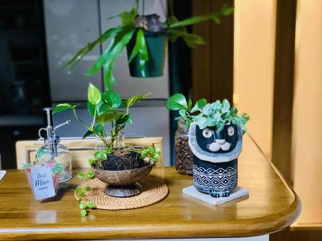 おしゃれなキッチン キッチン,家,リビングの写真素材