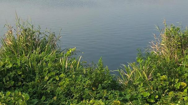 千葉県手賀沼11 千葉県手賀沼11 手賀沼,千葉,我孫子の写真素材