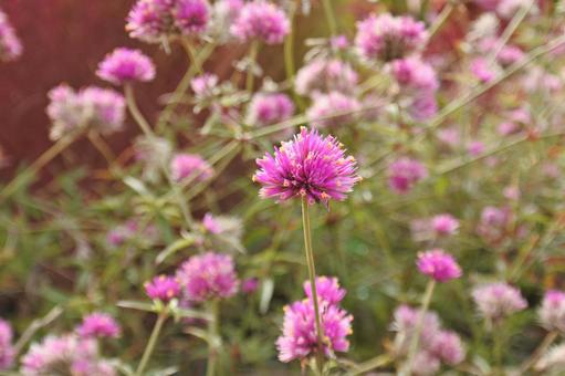 千日紅①の写真