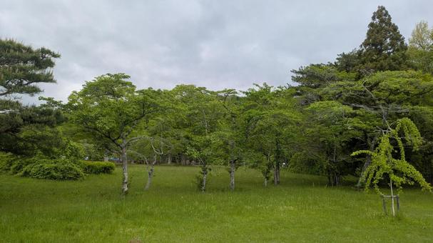 May Forest, JPG May Forest, JPG