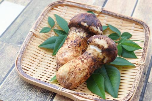 まつたけ まつたけ,松茸,マツタケの写真素材