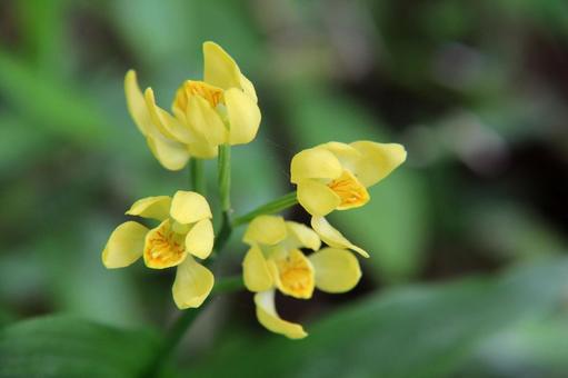 キンラン・金蘭 キンラン・金蘭の写真