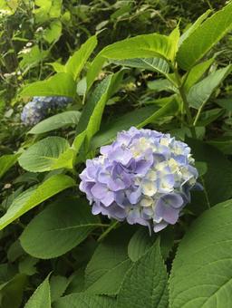 綺麗な紫陽花 綺麗な紫陽花の写真