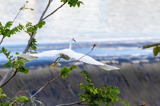 コサギ(45)の写真