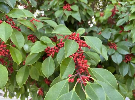 クロガネモチの赤い実 クロガネモチの赤い実 赤い実,クロガネモチ,モチノキ科の写真素材