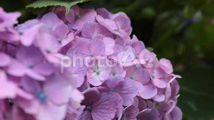 六月のアジサイ ガクアジサイのアップ 花,紫,自然の写真素材