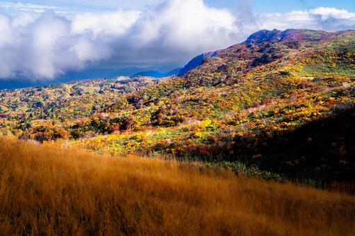 栗駒山 黄金色の草紅葉 栗駒山 黄金色の草紅葉 秋,紅葉,黄葉の写真素材