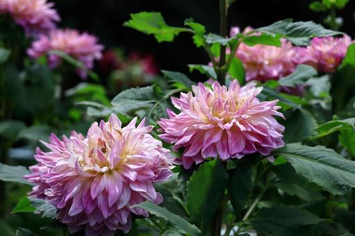 色鮮やかな大輪 色鮮やかな大輪 ダリア,花,キク科の植物の写真素材