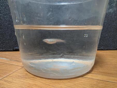 白メダカ メダカ,白メダカ,生物の写真素材
