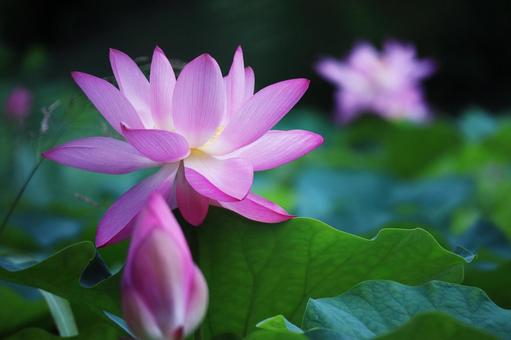 蓮の花のある風景 蓮の花のある風景の写真