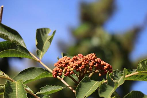 枝先で赤く色づくゴシュユの実の風景 枝先,赤く,色づくの写真素材