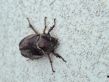 カブトムシのメス カブトムシのメス カブトムシ,甲虫,夏休みの写真素材