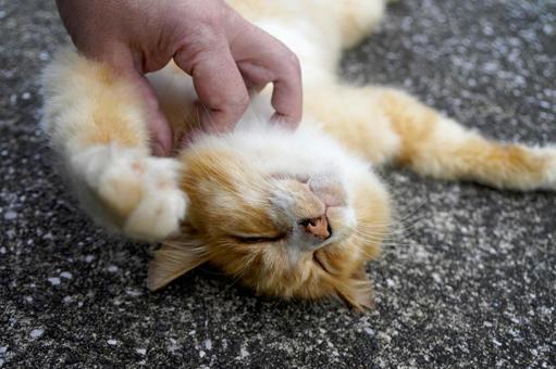 Relaxed stray cat, JPG