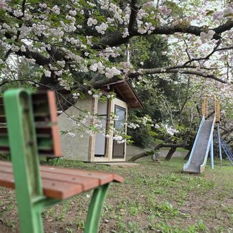 Cherry blossom park, JPG