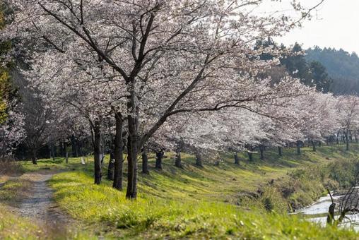 川沿いの桜並木 川沿いの桜並木の写真