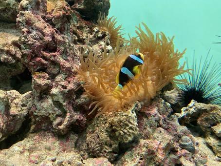 孤高のカクレクマノミ 孤高のカクレクマノミ 海,魚,サンゴの写真素材