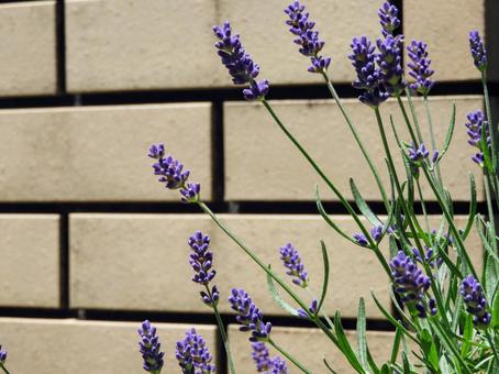 ラベンダーの写真