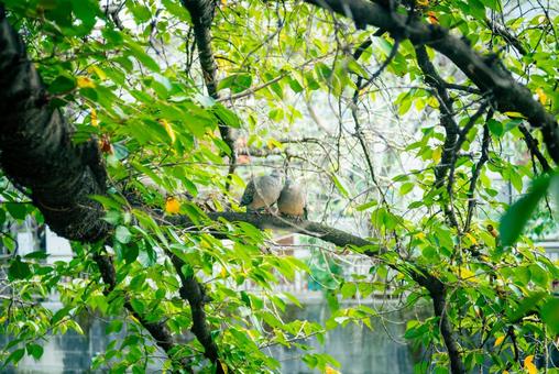 つがいの鳩 つがいの鳩の写真