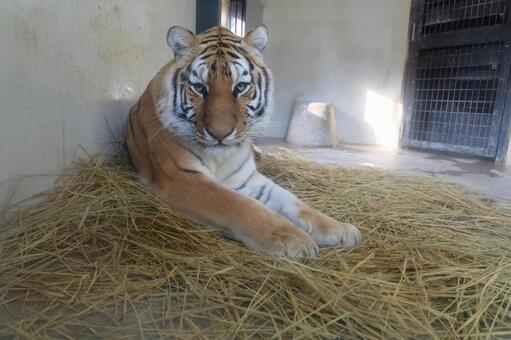 Amur tiger at the Kyoto Zoo 1, mammal, hay, a straw, JPG